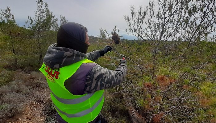 ΣΠΑΠ: Ξεκίνησε από τις 30/1 το πρόγραμμα κοψίματος και καψίματος κουκουλιών πιτυοκάμπης  (κάμπιας)