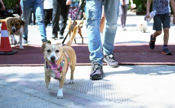 Κυνηγώντας την ουρά μας!»- 2η εκδήλωση δυναμικού βαδίσματος με ζώα συντροφιάς, στο Χαλάνδρι  7 Μαΐου στη Ρεματιά – Δηλώστε συμμετοχή!