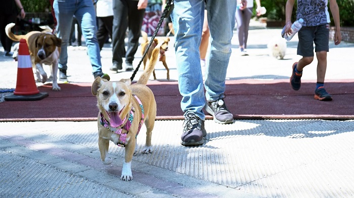 Χαλάνδρι:  Κυνηγώντας την ουρά μας!»- 2η εκδήλωση δυναμικού βαδίσματος με ζώα συντροφιάς, 7 Μαΐου στη Ρεματιά – Δηλώστε συμμετοχή!