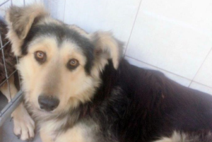 Στο Πάρκο «Στρατάρχου Αλεξάνδρου Παπάγου» εντοπίστηκε Αγέλη Σκύλων(10 σκύλων)-  Στόχος του Δήμου είναι να δοθεί μια νέα ευκαιρία σε αυτά τα ζώα και να αποκτήσουν οικογένεια