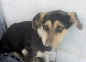 Στο Πάρκο «Στρατάρχου Αλεξάνδρου Παπάγου» εντοπίστηκε Αγέλη Σκύλων(10 σκύλων)-  Στόχος του Δήμου είναι να δοθεί μια νέα ευκαιρία σε αυτά τα ζώα και να αποκτήσουν οικογένεια