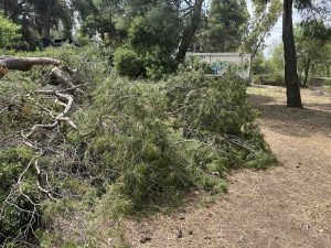 Συνδυασμός «Μπορούμε Καλυτέρα» Μήνυση κατά παντός υπεύθυνου για κοπή χλωρών δέντρων εντός της Δασικής Έκτασης στο Δάσος Παπαδημητρίου.