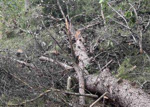 Συνδυασμός «Μπορούμε Καλυτέρα» Μήνυση κατά παντός υπεύθυνου για κοπή χλωρών δέντρων εντός της Δασικής Έκτασης στο Δάσος Παπαδημητρίου.
