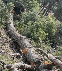 Συνδυασμός «Μπορούμε Καλυτέρα» Μήνυση κατά παντός υπεύθυνου για κοπή χλωρών δέντρων εντός της Δασικής Έκτασης στο Δάσος Παπαδημητρίου.