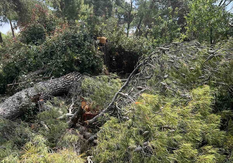 Συνδυασμός «Μπορούμε Καλυτέρα» Μήνυση κατά παντός υπεύθυνου για κοπή χλωρών δέντρων εντός της Δασικής Έκτασης στο Δάσος Παπαδημητρίου.