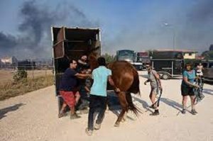 Πεντέλη : Πάνω από 80 άλογα έσωσε από τις φλόγες προχθές στην Ανάβυσσο ο Γιώργος Μαγγίνας