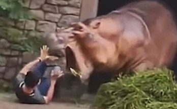 Κίνα: Σε ζωολογικό κήπο αγριεμένος ιπποπόταμος επιτέθηκε σε εργαζόμενο χωρίς τραγικές συνέπειες