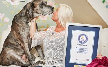 Έφυγε από τη ζωή σε ηλικία μόλις 3 ετών ο ψηλότερος σκύλος στον κόσμο