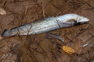 Θεσσαλία: Χιλιάδες νεκρά ψάρια στον Θεσσαλικό κάμπο