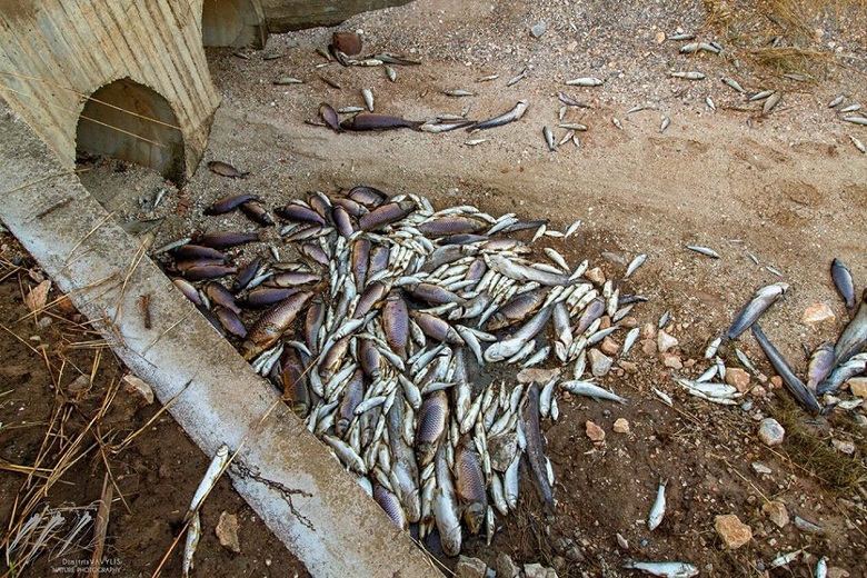Θεσσαλία: Χιλιάδες νεκρά ψάρια στον Θεσσαλικό κάμπο