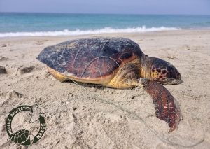 Γάλλοι τουρίστες βρήκαν νεκρή μια θαλάσσια χελώνα Caretta carretta παγιδευμένη σε πετονιά και αγκίστρια, με αποτέλεσμα να πνίγει.