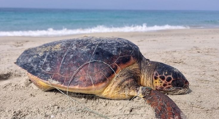 Γάλλοι τουρίστες βρήκαν νεκρή μια θαλάσσια χελώνα Caretta carretta παγιδευμένη σε πετονιά και αγκίστρια, με αποτέλεσμα να πνίγει.