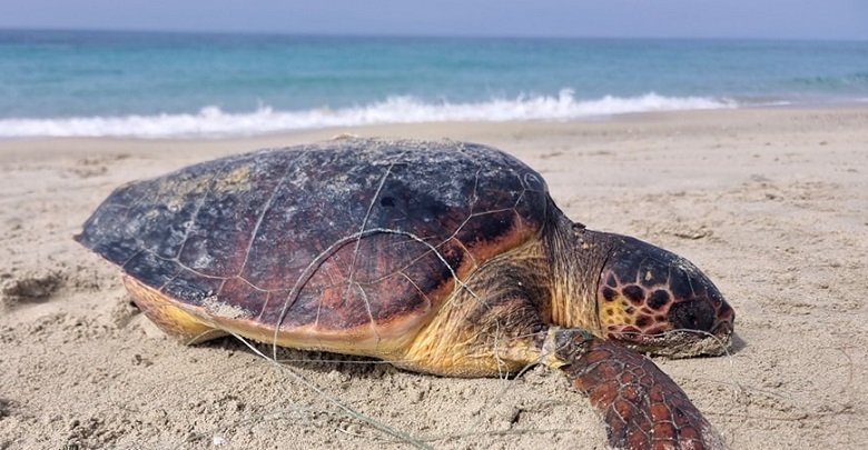 Γάλλοι τουρίστες βρήκαν νεκρή μια θαλάσσια χελώνα Caretta carretta παγιδευμένη σε πετονιά και αγκίστρια, με αποτέλεσμα να πνίγει.