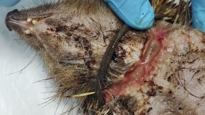 «ΑΝΙΜΑ - Σύλλογος Προστασίας και Περίθαλψης Άγριας Ζωής » Απίστευτο σκανζόχοιρος πνιγόταν από ένα λαστιχάκι για μαλλιά επί μήνες