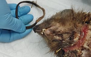 «ΑΝΙΜΑ - Σύλλογος Προστασίας και Περίθαλψης Άγριας Ζωής » Απίστευτο σκανζόχοιρος πνιγόταν από ένα λαστιχάκι για μαλλιά επί μήνες