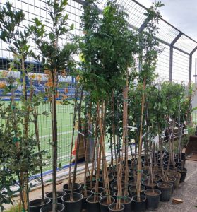 Ηράκλειο Αττικής: Προμήθεια δέντρων στο πλαίσιο συνεργασίας του Δήμου με το Γεωπονικό Πανεπιστήμιο Αθηνών