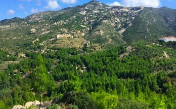Πεντέλη:  Αναδασώνονται οι καμένες εκτάσεις στο Πεντελικό