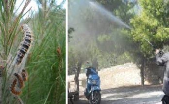 Μεταμόρφωση: «ΑΝΑΚΟΙΝΩΣΗ» Πρόγραμμα καταπολέμησης του εντόμου πιτυοκάμπης των πεύκων