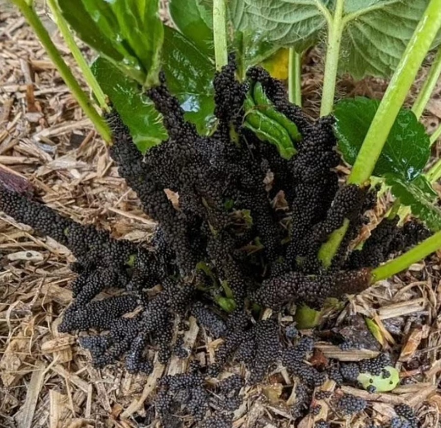 Αυστραλία:  Κηπουρός έπειτα από μια νεροποντή ανακάλυψε περίεργα «μαύρα αυγά» στον κήπο του