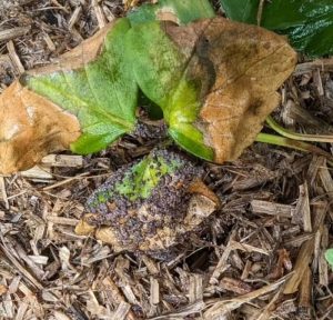 Αυστραλία:  Κηπουρός έπειτα από μια νεροποντή ανακάλυψε περίεργα «μαύρα αυγά» στον κήπο του