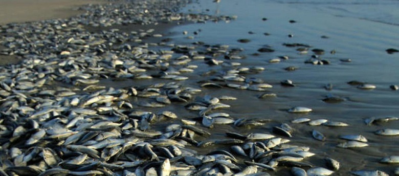 «Απίστευτο» Χιλιάδες νεκρά ψάρια ξεβράστηκαν σε ακτή παραλίας στο Hakodate