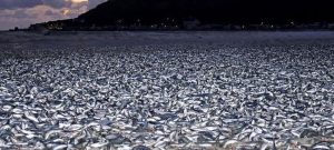 «Απίστευτο» Χιλιάδες νεκρά ψάρια ξεβράστηκαν σε ακτή παραλίας στο Hakodate
