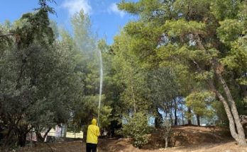 Παπάγου Χολαργός: Ψεκασμοί για την καταπολέμηση της πιτυοκάμπης