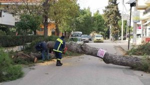 Αγία Παρασκευή: Πτώση μεγάλου δέντρου στην οδό Καραϊσκάκη από την κακοκαιρία