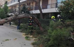 Αγία Παρασκευή: Πτώση μεγάλου δέντρου στην οδό Καραϊσκάκη από την κακοκαιρία