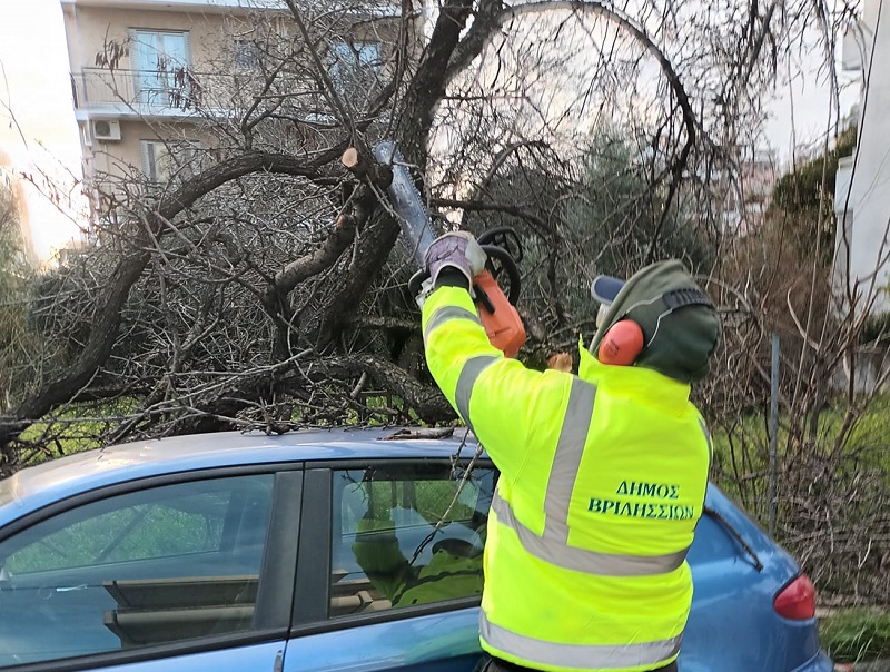 Βριλήσσια: Πτώση δέντρου από τον άνεμο πάνω σε αυτοκίνητο στην οδό Γράμμου