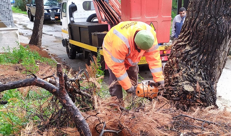 Πεντέλη: Η υπηρεσία πρασίνου απομακρύνει τα ξερά επικίνδυνα δέντρα