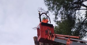 Πεντέλη: Η υπηρεσία πρασίνου απομακρύνει τα ξερά επικίνδυνα δέντρα