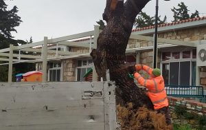 Πεντέλη: Η υπηρεσία πρασίνου απομακρύνει τα ξερά επικίνδυνα δέντρα