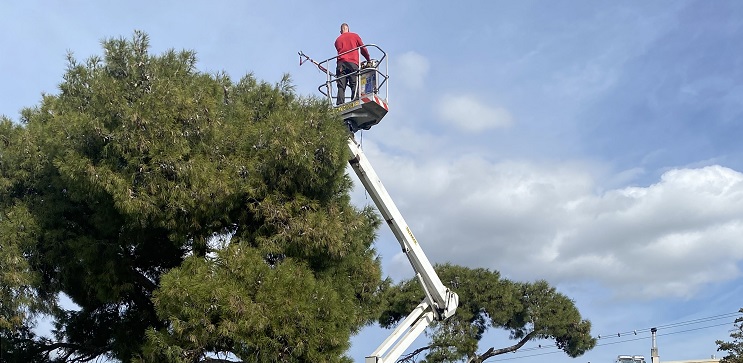 Πεντέλη: Ξεκίνησε η καταπολέμηση της κάμπιαςστα πεύκα