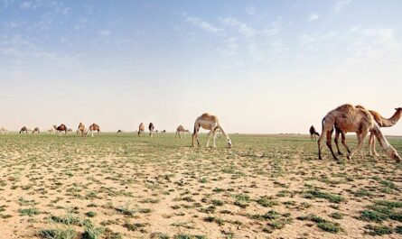 Περιβάλλον : Απροσδόκητη  μεταμόρφωση - Πρασίνισε η έρημος στη Σαουδική Αραβία