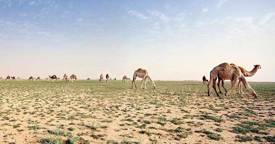 Περιβάλλον : Απροσδόκητη  μεταμόρφωση – Πρασίνισε η έρημος στη Σαουδική Αραβία