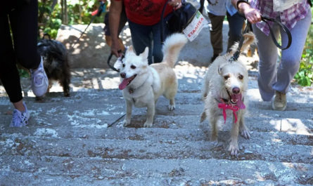 Χαλάνδρι: 3ος «αγώνας» δυναμικού βαδίσματος με ζώα συντροφιάς