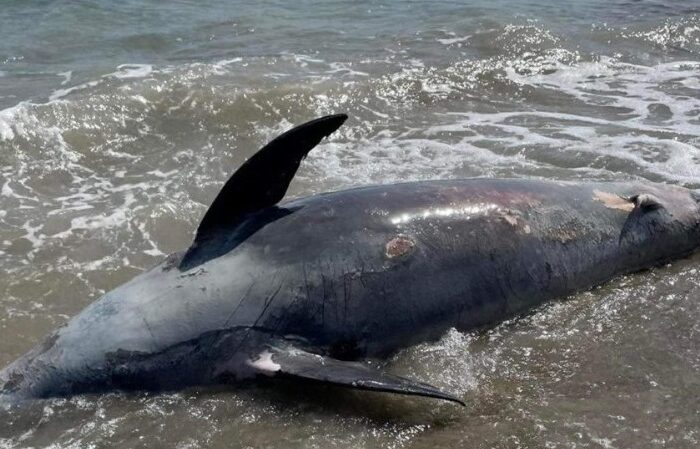Περιβάλλον : Νεκρό δελφίνι στην ακτή του συνοικισμού «Μυκονιάτικα» στην Καλλικράτεια της Χαλκιδικής