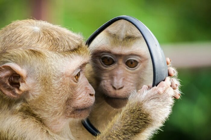 Ινδία: Σε μαϊμού στο Πανεπιστήμιο Κτηνιατρικών και Ζωικών Επιστημών πραγματοποιήθηκε η πρώτη επέμβαση καταρράκτη σε ζώο