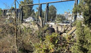 Μαρούσι : Συνδρομή του Δήμου Αμαρουσίου στην  καταπολέμηση του αείλανθουστο Δάσος Συγγρού