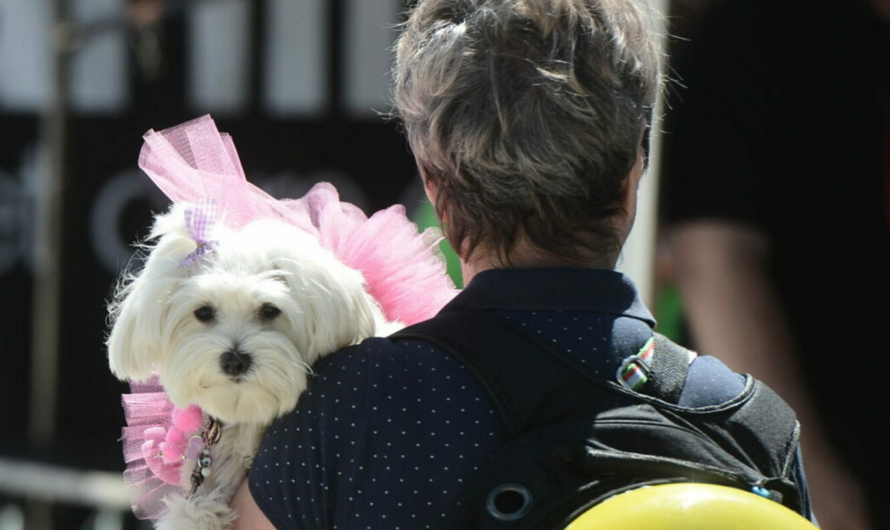 «WOOF FESTIVAL 2025 – To Pet Mou»  Το απόλυτο φεστιβάλ για κατοικίδια επιστρέφει 5 και  6 Απριλίου 2025 Πεδίον του Άρεως