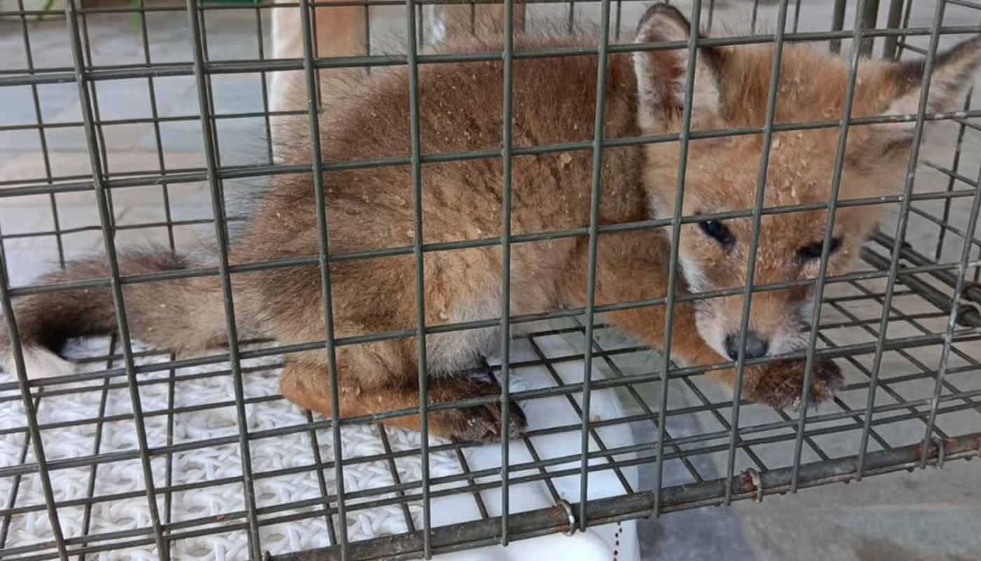 Πεντέλη: Ένα μικρό και άρρωστο αλεπουδάκι εντοπίστηκε στην περιοχή του ΝΙΕΝ