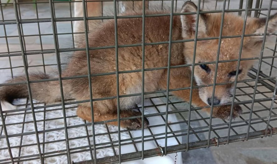 Πεντέλη: Ένα μικρό και άρρωστο αλεπουδάκι εντοπίστηκε στην περιοχή του ΝΙΕΝ