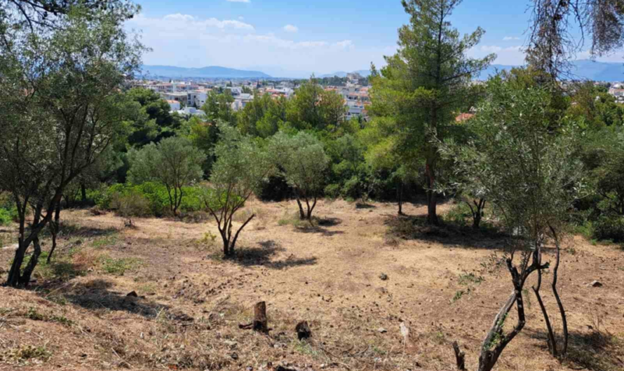 Πεντέλη: Σε πλήρη εξέλιξη βρίσκονται και σήμερα οι εργασίες καθαρισμού και αποψίλωσης στον Δήμο
