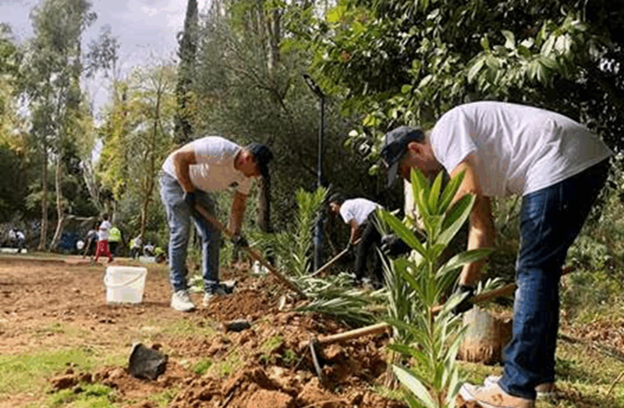 Αυτήν τη φορά πραγματοποιήθηκαν 120 νέες φυτεύσεις στο πάρκο της Ρεματιάς. Συγκεκριμένα φυτεύθηκαν πικροδάφνες στο κάτω τμήμα του πάρκου κοντά στο ρέμα.
