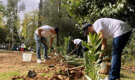 Αυτήν τη φορά πραγματοποιήθηκαν 120 νέες φυτεύσεις στο πάρκο της Ρεματιάς. Συγκεκριμένα φυτεύθηκαν πικροδάφνες στο κάτω τμήμα του πάρκου κοντά στο ρέμα.