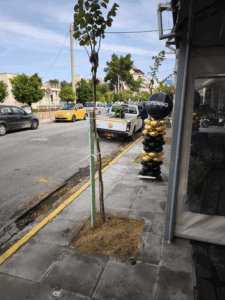 Νέα δέντρα στην οδό Αγίου Νεκταρίου, στην Καναπίτσα Νέα δέντρα στην οδό Αγίου Νεκταρίου, στην Καναπίτσα