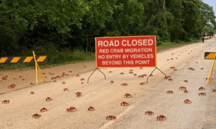 Η Μαζική Μετανάστευση των Κόκκινων Καβουριών στο «Νησί των Χριστουγέννων»