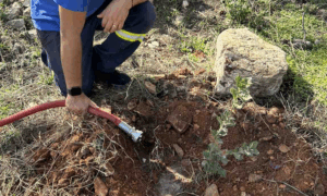 Βριλήσσια: Στα άνω Βριλήσσια  στις παρυφές της οδού Αγίου Σεβαστιανού φυτεύτηκαν125 νέες βελανιδιές Βριλήσσια: Στα άνω Βριλήσσια  στις παρυφές της οδού Αγίου Σεβαστιανού φυτεύτηκαν125 νέες βελανιδιές