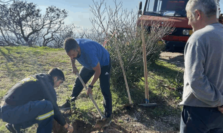 Βριλήσσια: Στα άνω Βριλήσσια  στις παρυφές της οδού Αγίου Σεβαστιανού φυτεύτηκαν125 νέες βελανιδιές